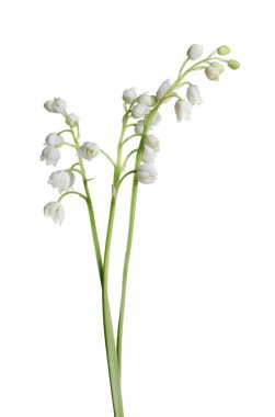 Vadinin güzel zambakları beyaz arka planda