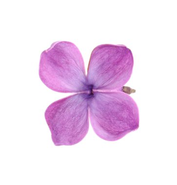 Beyaz tenli güzel kokulu leylak çiçeği