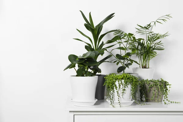 Beautiful Green Potted Houseplants White Table Indoors Space Text — Stock Photo, Image