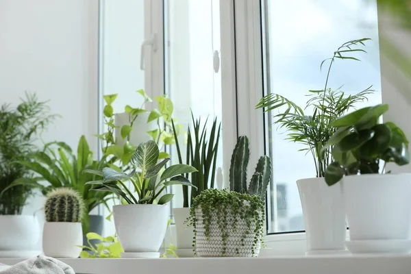 Beaucoup Belles Plantes Intérieur Pot Sur Rebord Fenêtre Intérieur — Photo