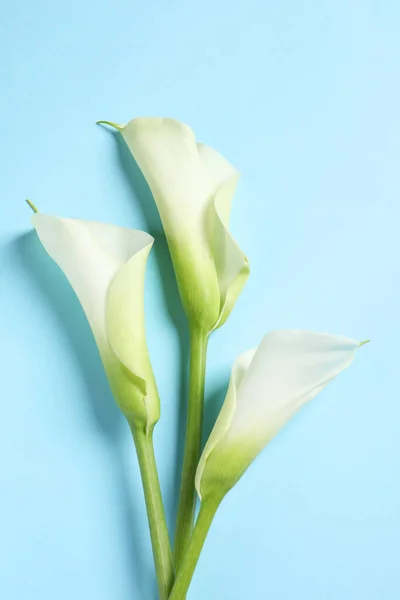 Açık Mavi Arka Planda Güzel Zambak Çiçekleri Düz Yatıyordu — Stok fotoğraf