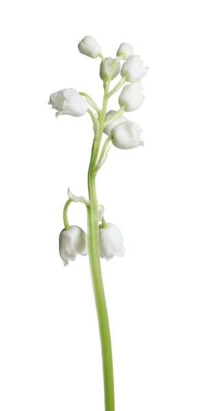 Schöne Maiglöckchen Blume Auf Weißem Hintergrund — Stockfoto