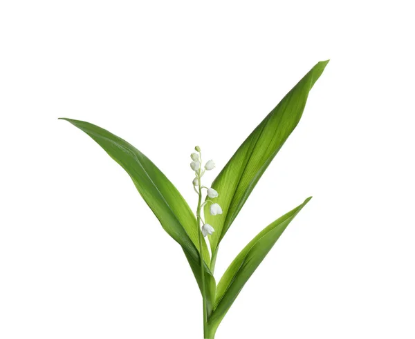 Прекрасна Лілія Квітки Долини Зеленим Листям Білому Тлі — стокове фото