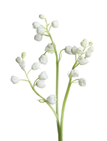 Mooie Lelie Van Vallei Bloemen Witte Achtergrond — Stockfoto
