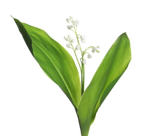 Όμορφος Κρίνος Της Κοιλάδας Λουλούδια Πράσινα Φύλλα Λευκό Φόντο — Φωτογραφία Αρχείου