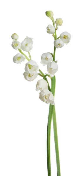 Piękna Lilia Doliny Kwiaty Białym Tle — Zdjęcie stockowe