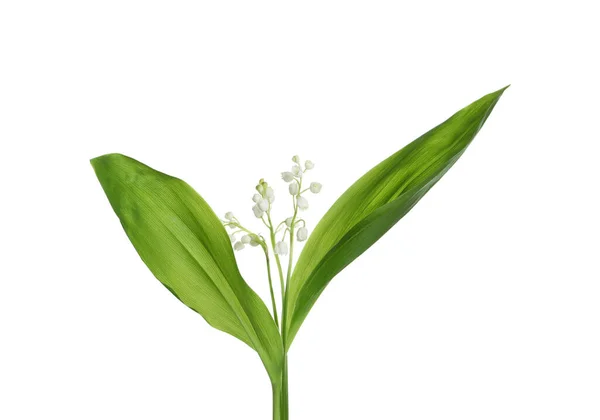 stock image Beautiful lily of the valley flowers with green leaves on white background