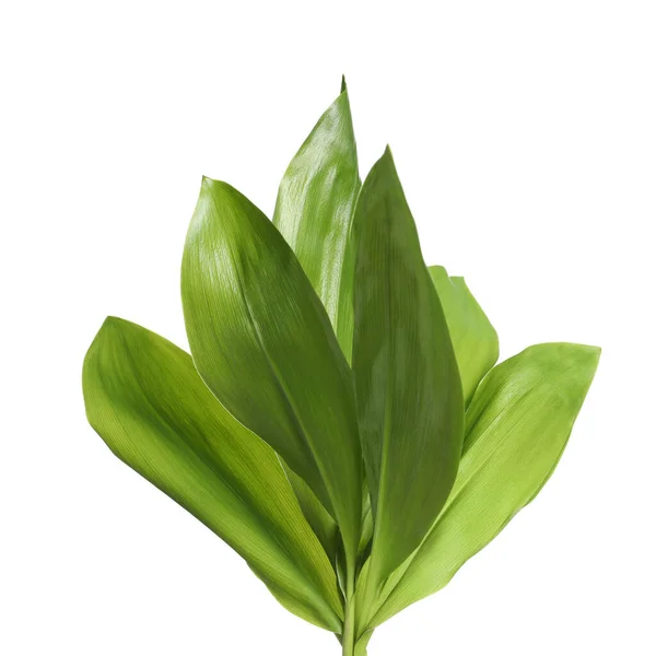Beautiful Lily Valley Leaves White Background — Stock Photo, Image