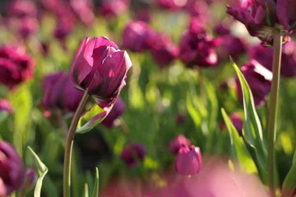 Gyönyörű Színes Tulipánok Nőnek Virágágyásban Közelről Szöveg Helye — Stock Fotó