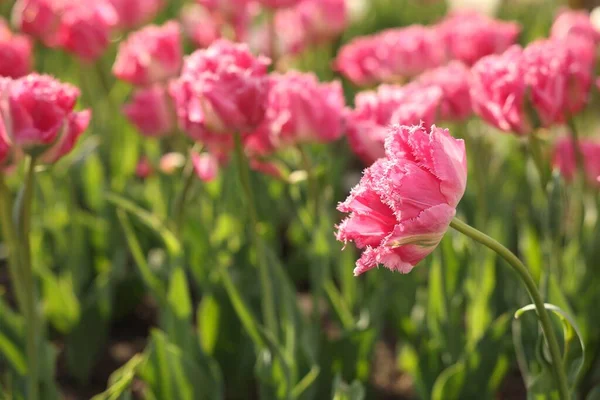 Prachtige Kleurrijke Tulpen Groeien Bloembed Close Ruimte Voor Tekst — Stockfoto