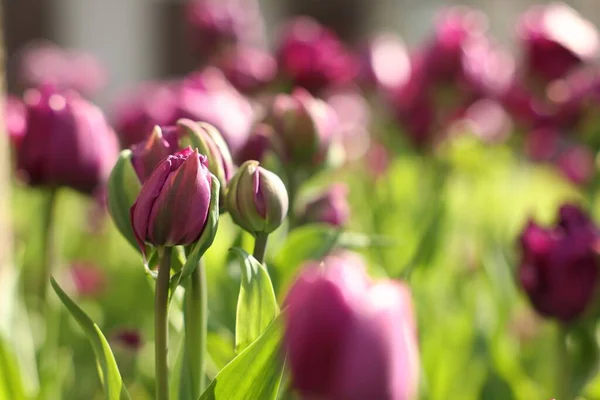 Belles Tulipes Colorées Poussant Dans Lit Fleurs Foyer Sélectif Espace — Photo