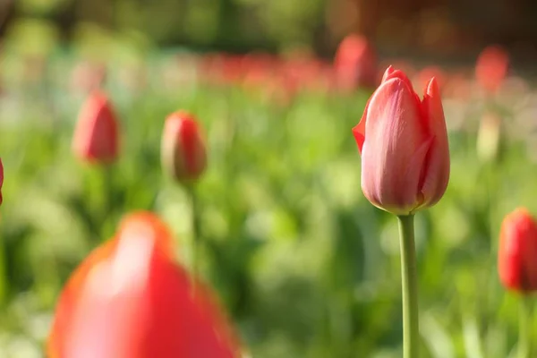 Piękne Czerwone Tulipany Rosnące Zewnątrz Słoneczny Dzień Zbliżenie Miejsce Tekst — Zdjęcie stockowe