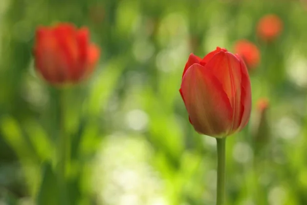 stock image Beautiful bright tulips growing outdoors on sunny day, closeup. Space for text