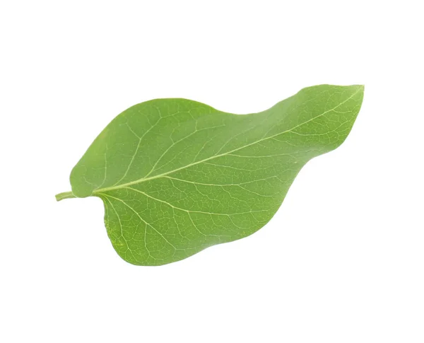 One Green Lilac Leaf Isolated White — Stock Photo, Image