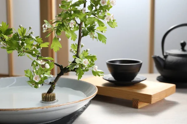 Stylová Ikebana Jako Výzdoba Domu Krásná Svěží Větev Květinami Čajovou — Stock fotografie