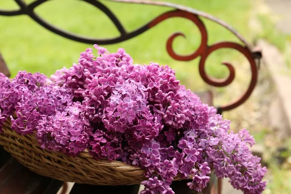 屋外のベンチの上のウィッカーバスケットの美しいライラックの花 クローズアップ — ストック写真