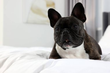 Güzel Fransız Bulldog 'u yatakta uzanıyor, mesaj için yer var. Sevimli hayvan