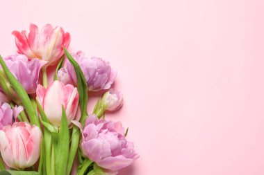Pembe arka planda güzel renkli lale çiçekleri, üst manzara. Metin için boşluk
