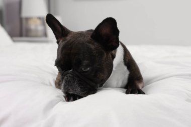 İçeride yatakta yatan sevimli Fransız Bulldog 'u. Sevimli hayvan