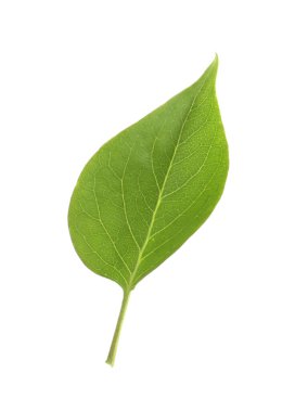 Bir yeşil leylak yaprağı beyaza izole edilmiş.