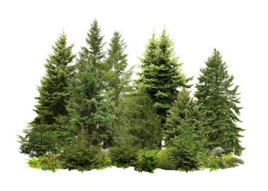 Beyaz arka planda farklı yeşil ağaçlar ve bitkiler