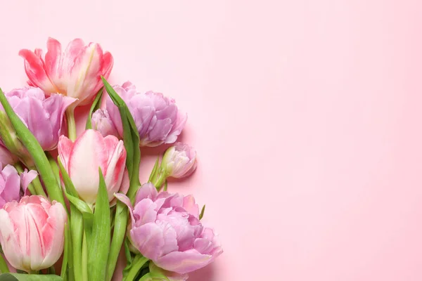 Hermosas Flores Tulipán Colores Sobre Fondo Rosa Vista Superior Espacio —  Fotos de Stock