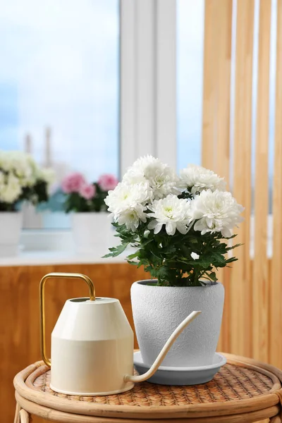 Bela Planta Crisântemo Vaso Flores Regador Mesa Madeira Dentro Casa — Fotografia de Stock