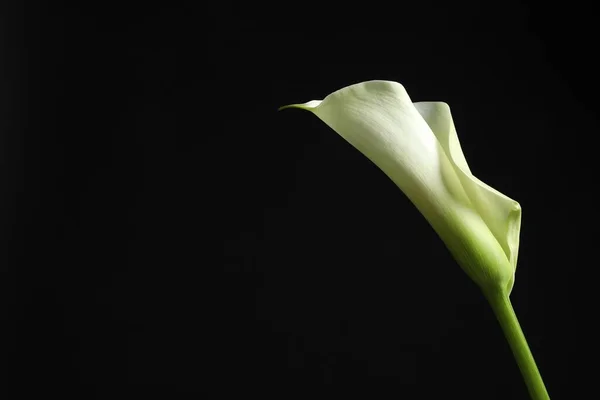 Beautiful calla lily flower on black background, space for text