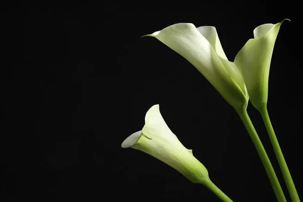 Όμορφα Λουλούδια Κρίνου Μαύρο Φόντο Χώρος Για Κείμενο — Φωτογραφία Αρχείου
