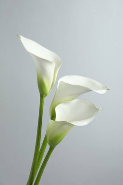 Beyaz arka planda güzel zambak çiçekleri