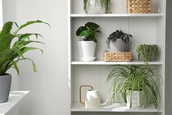 Plantas Interior Verdes Macetas Estantes Interiores —  Fotos de Stock