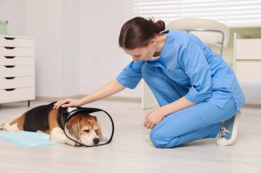 Klinikte tıbbi plastik tasma takan sevimli Beagle köpeği olan veteriner doktor.
