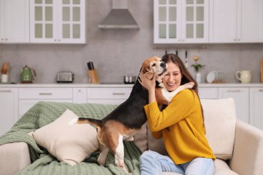 Evdeki kanepede sevimli Beagle köpeği olan mutlu genç bir kadın. Sevimli hayvan