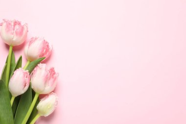 Pembe arka planda güzel renkli lale çiçekleri, üst manzara. Metin için boşluk