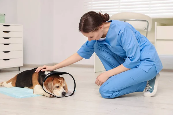 Lekarz Weterynarii Uroczym Psem Rasy Beagle Noszącym Medyczny Plastikowy Kołnierzyk — Zdjęcie stockowe