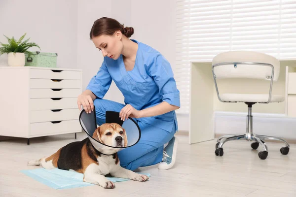 Médico Veterinário Colocando Coleira Plástico Médica Para Adorável Cão Beagle — Fotografia de Stock