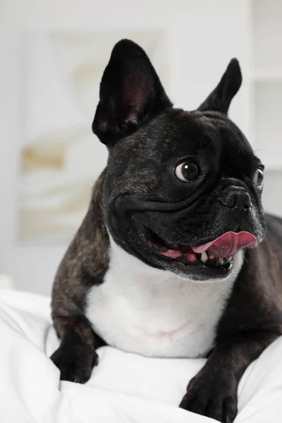 Adorable French Bulldog Lying Bed Indoors Lovely Pet — Stock Photo, Image