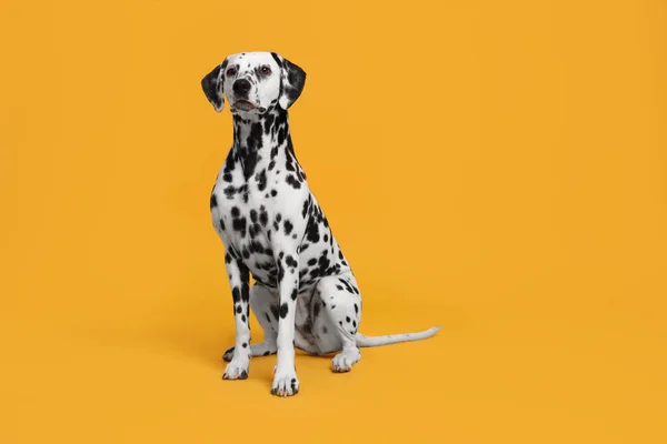 Rozkošný Dalmatský Pes Žlutém Pozadí Krásný Mazlíček — Stock fotografie