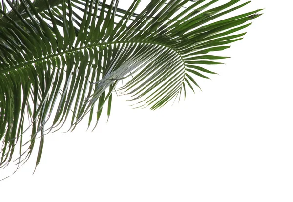 Bela Palma Sai Contra Céu Plantas Tropicais — Fotografia de Stock