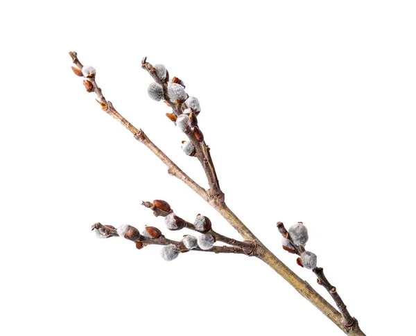 Beautiful Pussy Willow Branch Flowering Catkins Isolated White — Stockfoto