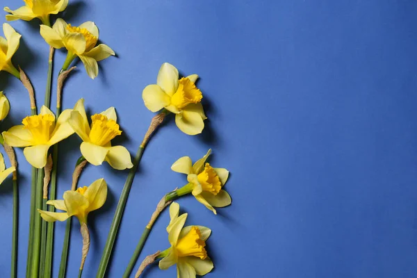 Hermosos Narcisos Amarillos Sobre Fondo Azul Planas Espacio Para Texto —  Fotos de Stock