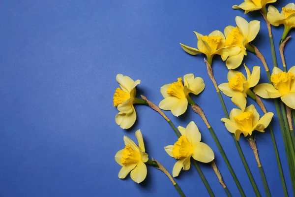 Hermosos Narcisos Amarillos Sobre Fondo Azul Planas Espacio Para Texto — Foto de Stock