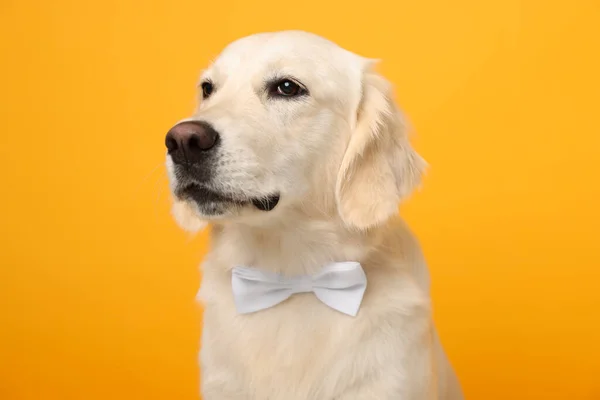 かわいいですラブラドール取得犬で蝶ネクタイで黄色の背景 — ストック写真