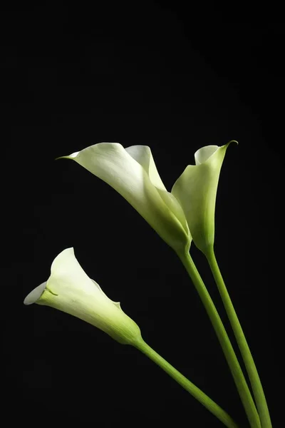 Mooie Calla Lelie Bloemen Zwarte Achtergrond — Stockfoto
