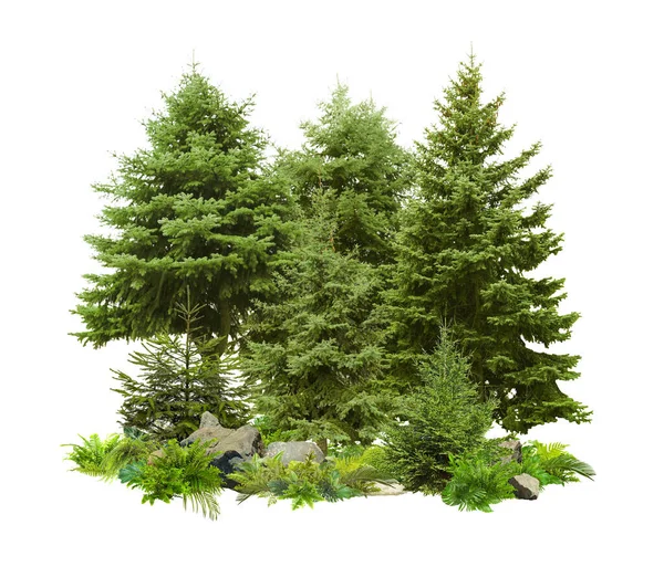 不同的绿树和白色背景的植物 — 图库照片
