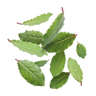 Beyaz arkaplana düşen taze körfez yaprakları