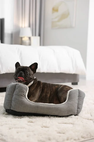 stock image Adorable French Bulldog lying on dog bed indoors. Lovely pet