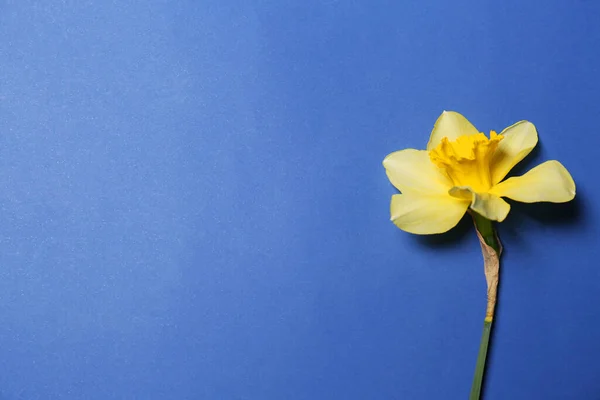 Beautiful Yellow Daffodil Blue Background Top View Space Text — Stock Photo, Image