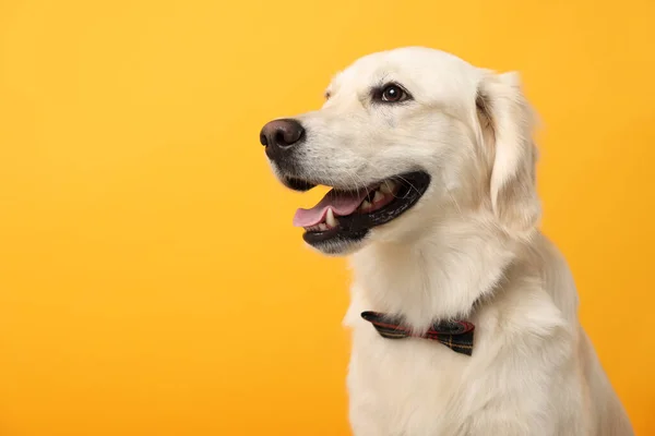 かわいいラブラドール取得犬弓ネクタイで黄色の背景 テキストのためのスペース — ストック写真
