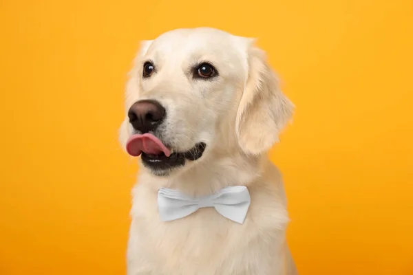 かわいいですラブラドール取得犬で蝶ネクタイで黄色の背景 — ストック写真